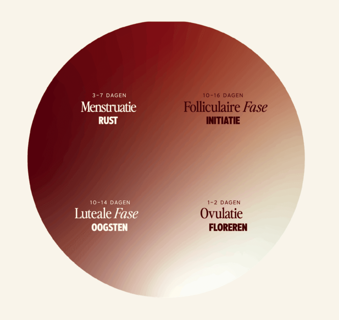 De vier fasen van de cyclus: menstruatie, folliculair, ovulatie, luteaal